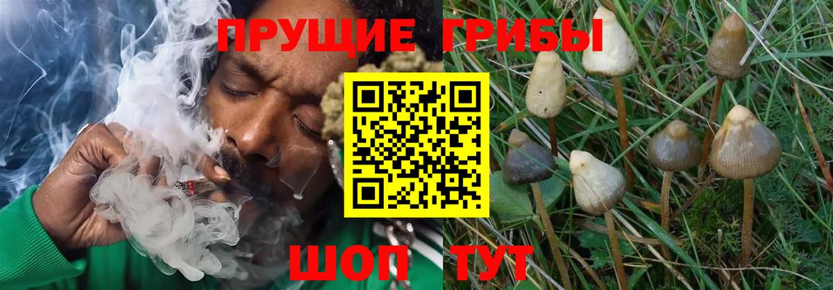 Галлюциногенные грибы мицелий Ртищево